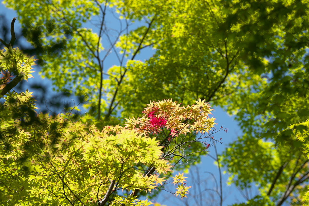 初夏の紅一点