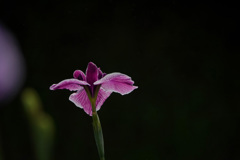 花菖蒲、透き紫