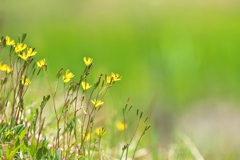 春の野の花