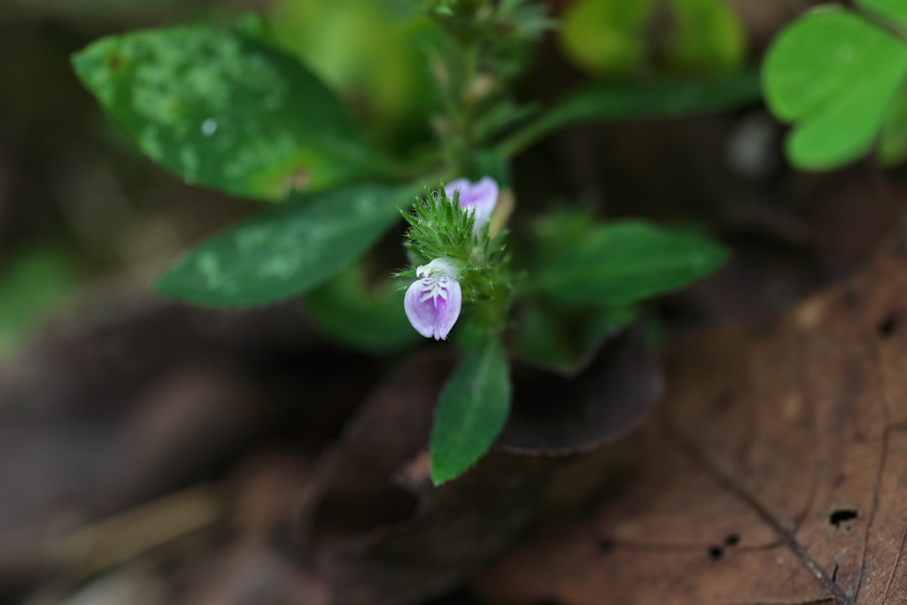 秋の小花
