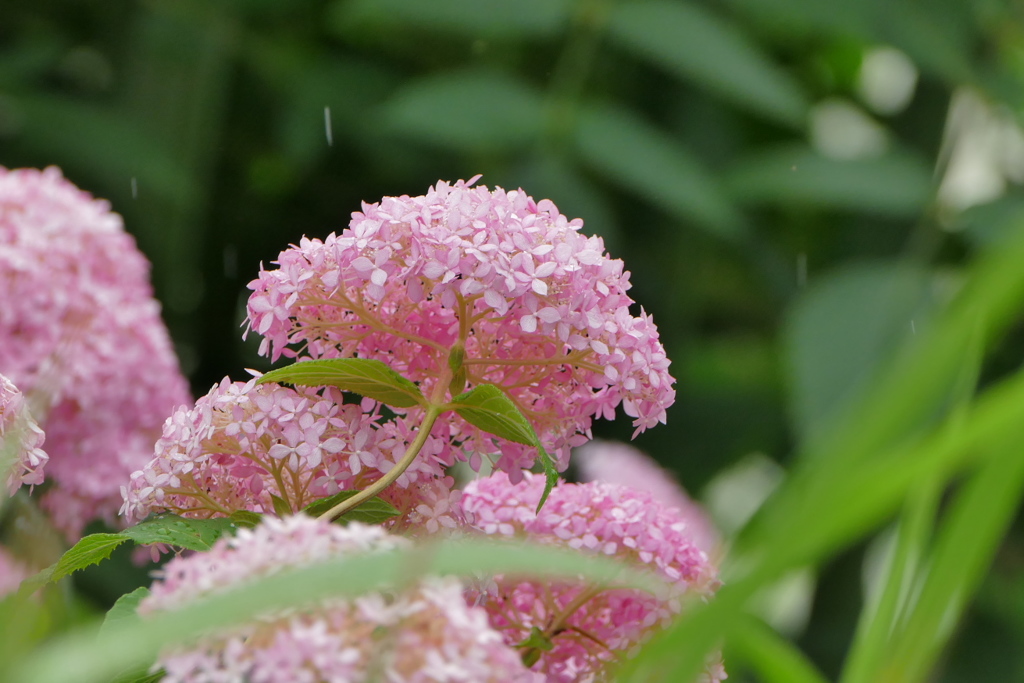 小雨の小花たち
