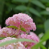 小雨の小花たち