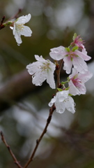 雨の四季桜