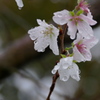 雨の四季桜