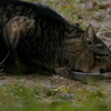 公園のノラトラちゃん