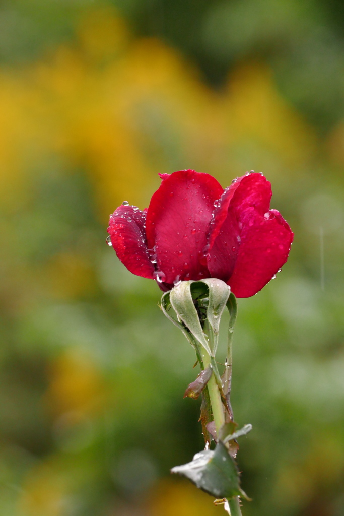 しずくの薔薇