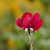 しずくの薔薇