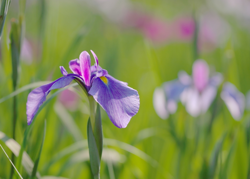 花菖蒲