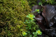 湿地の小花