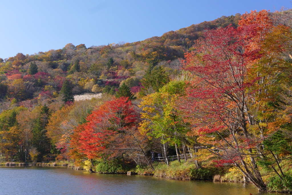 茶臼山高原の紅葉