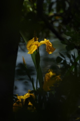 木陰で菖蒲してます｡｡｡