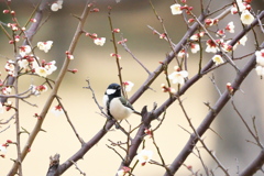 梅のシジュウカラ