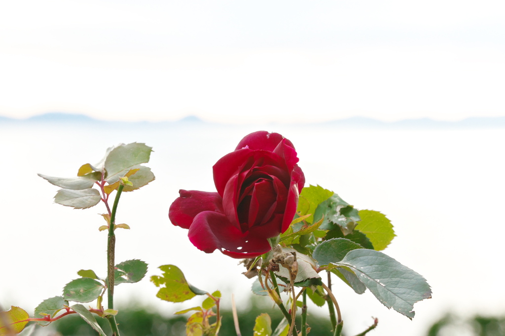 冬の薔薇 ～海の見える丘より