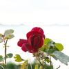 冬の薔薇 ～海の見える丘より