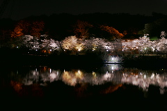 水辺の桜　ライトアップ