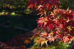 高原の紅葉（6）