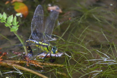 クロスジギンヤンマ　♀産卵