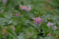 じゃがいもの花