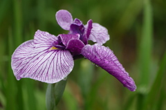 ハナ菖蒲だゾウ｡｡｡（＾＾）