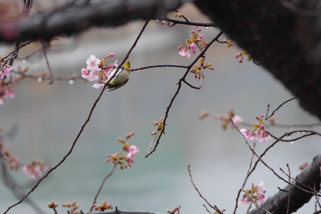 葵桜　必死の逆上がり（＾＾）