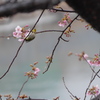 葵桜　必死の逆上がり（＾＾）