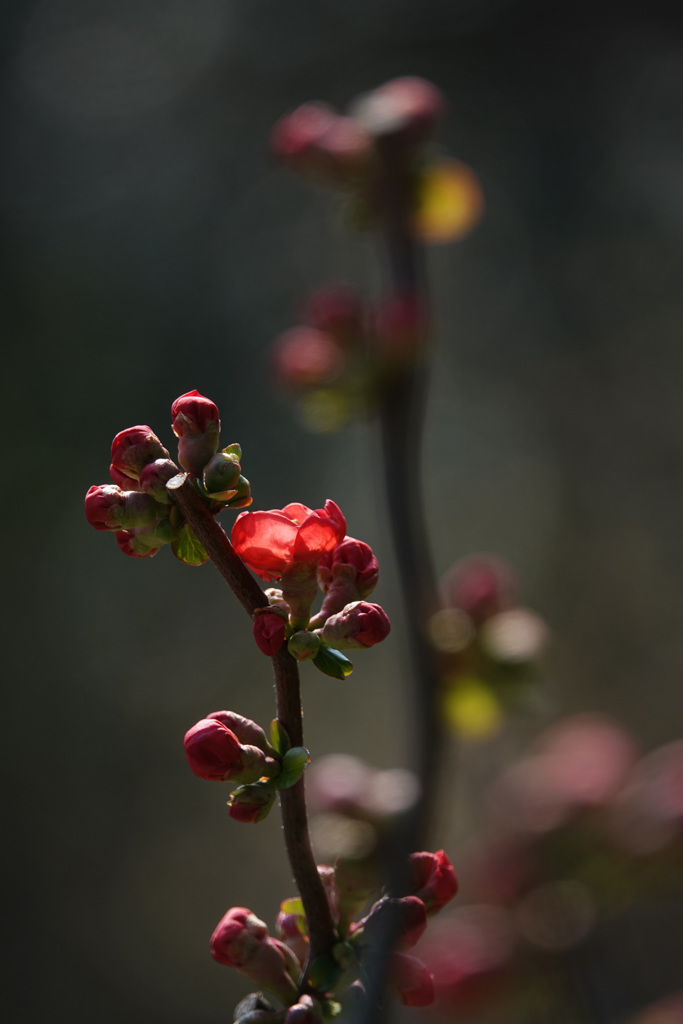 木瓜