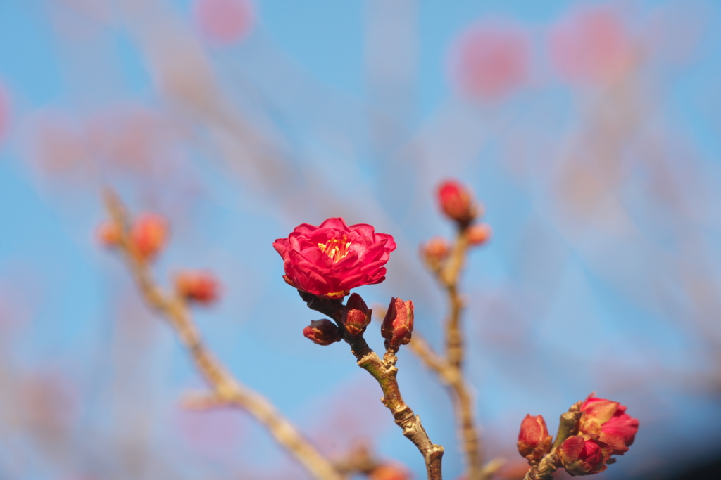梅の花