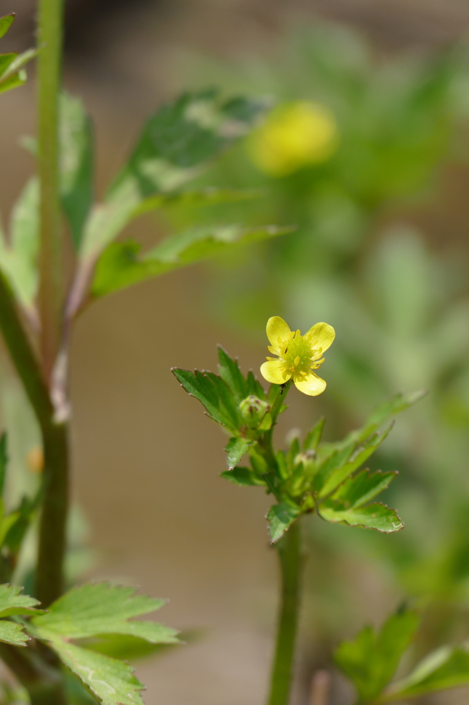 小花のダンサー｡｡｡