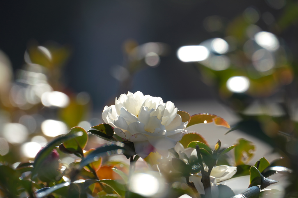 白い山茶花