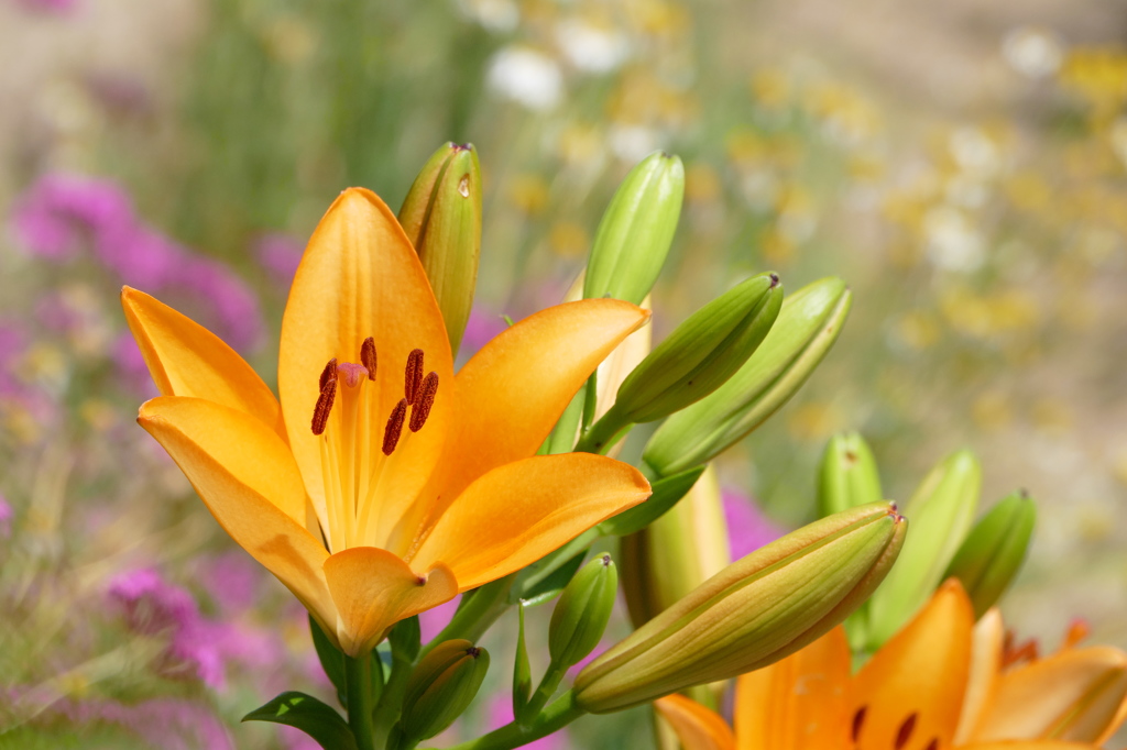 夏野菜の傍で（１）