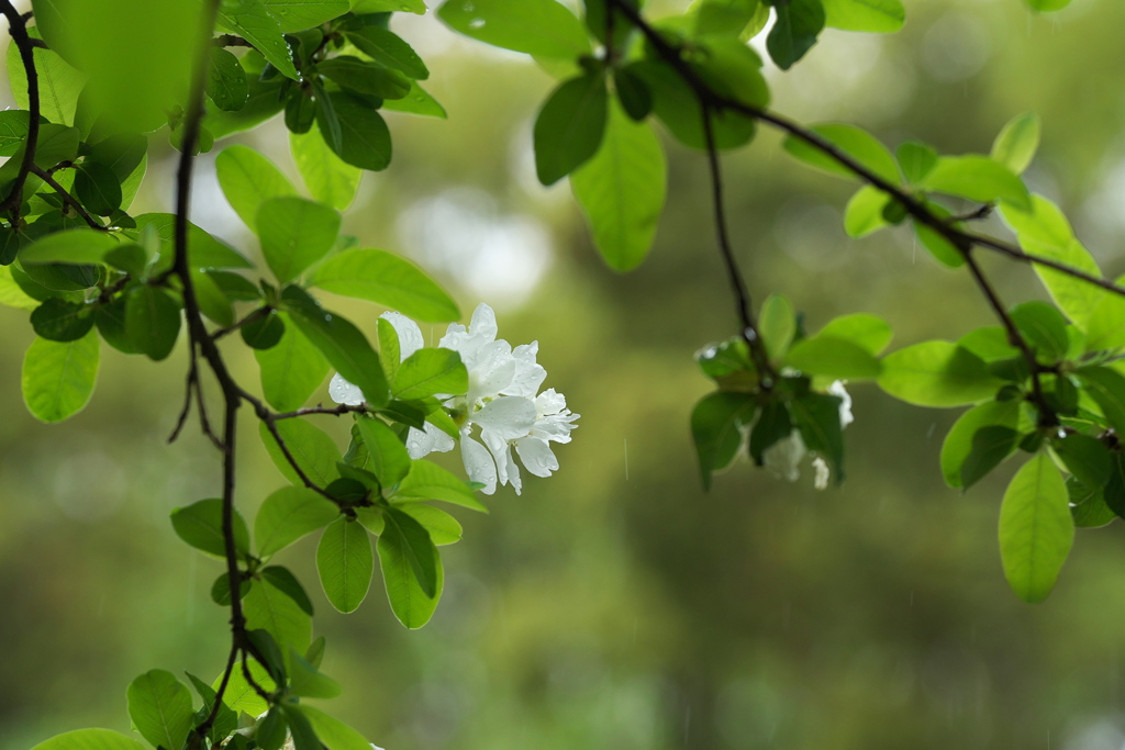 雨の白花