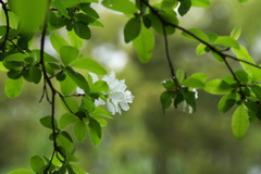 雨の白花