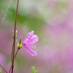 春雨のしずく