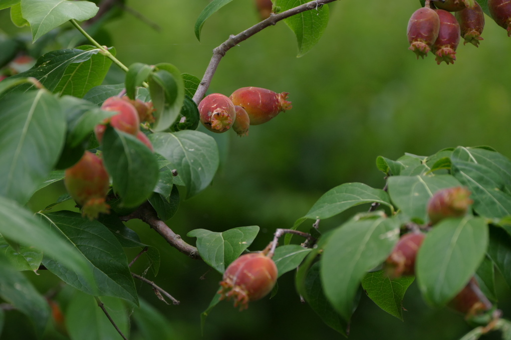 ソシンロウバイの実
