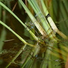ギンヤンマの産卵　-1