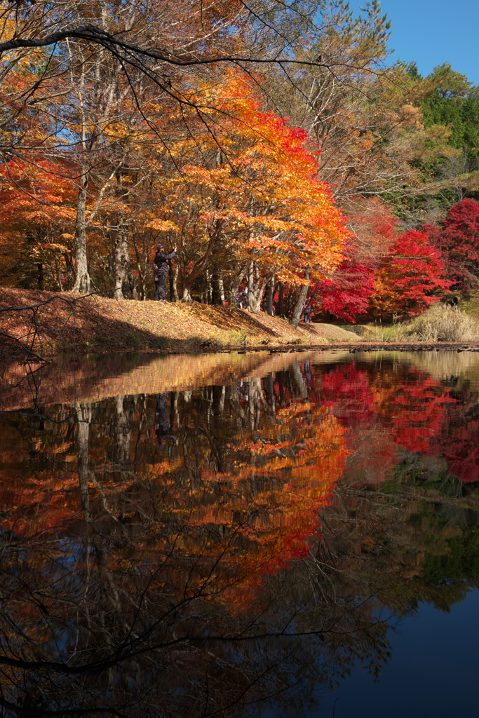 水面の紅葉