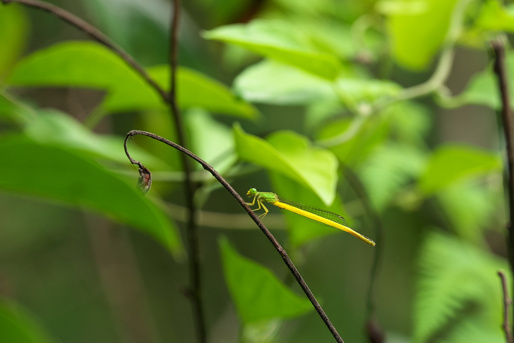 木陰が お好き？