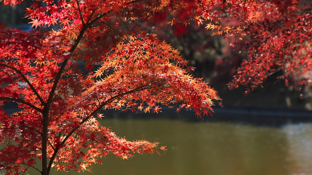 公園の紅葉