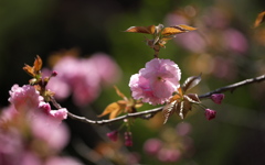 八重桜