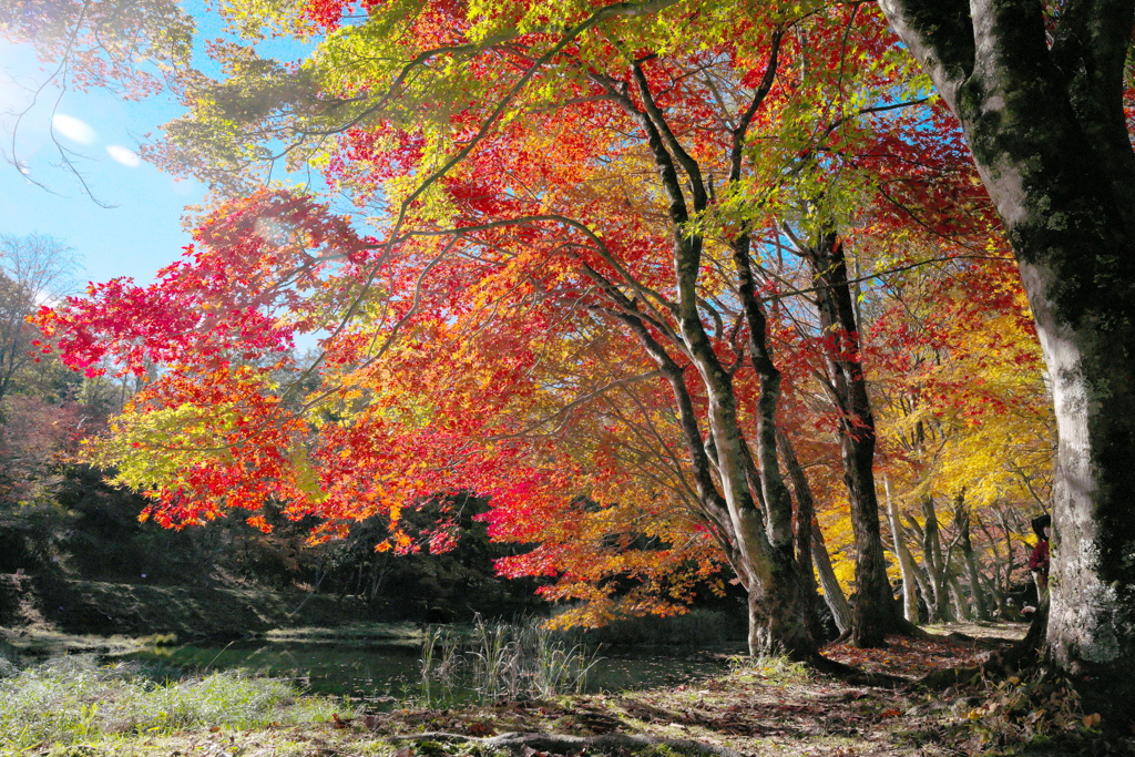 紅葉散策