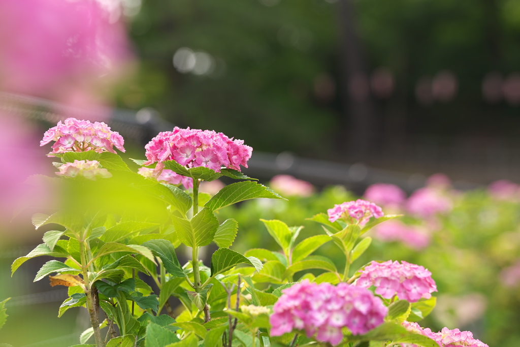 華やぐ岸辺