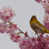 ｡｡｡大志を抱け