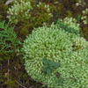 森の苔を大切に