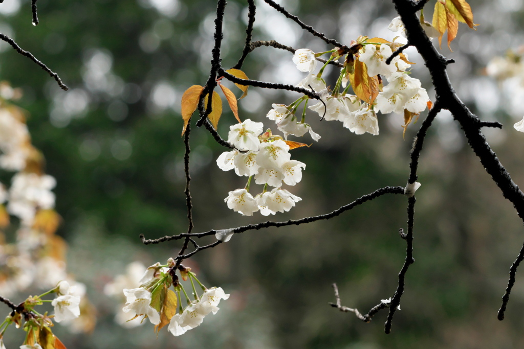 山桜
