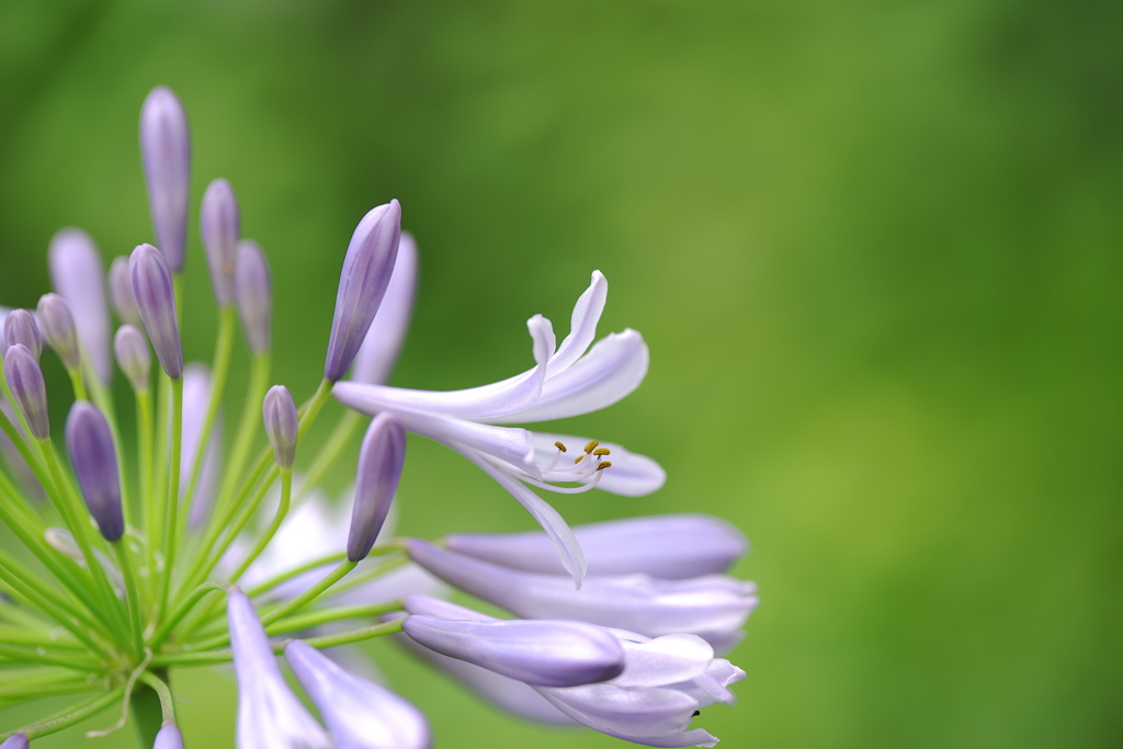 愛の花