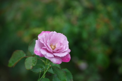 梅雨の薔薇