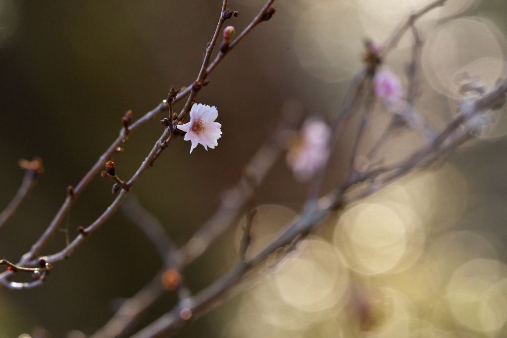 子福桜 その3