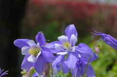 薄紫の花　オダマキ