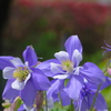 薄紫の花　オダマキ