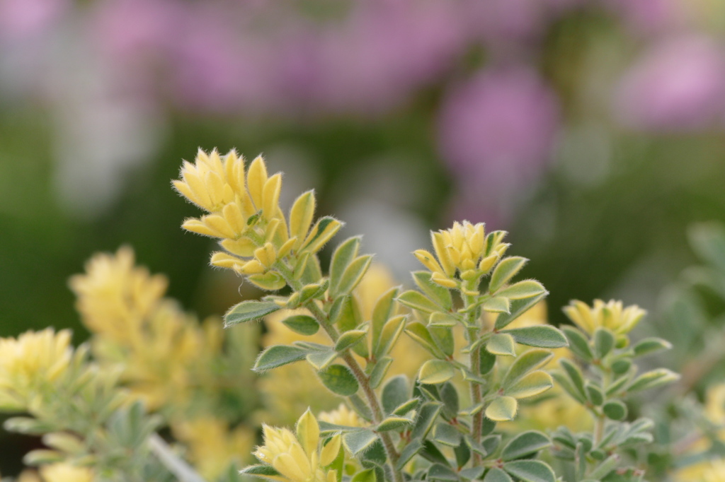 ロータスブリムストーン